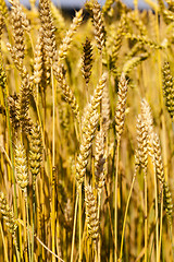 Image showing ripened cereals ,  close up