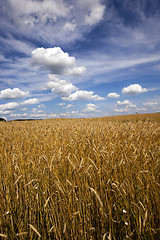 Image showing unripe cereals , field 