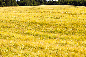 Image showing agricultural field,  rye.