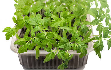 Image showing Young tomato seedlings in the container with the ground.