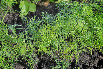 Image showing Young plants of dill, covered with dew.