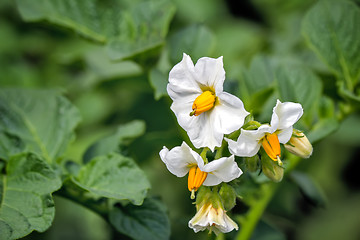 Image showing Flowering potatoes on the field with small white flowers.
