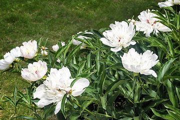 Image showing Blossoming white peony among green leaves