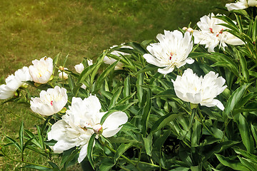 Image showing Blossoming white peony among green leaves
