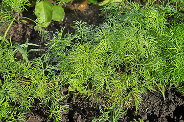 Image showing Young plants of dill, covered with dew.