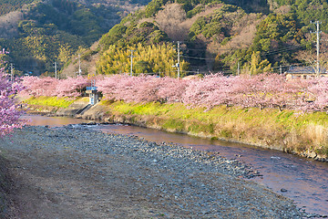 Image showing Sakura tree in kawazu