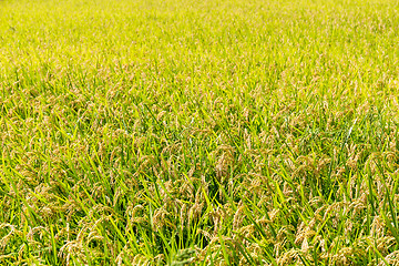 Image showing Rice meadow