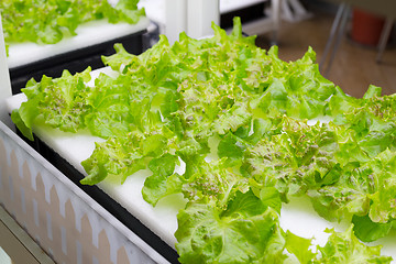 Image showing Hydroponics system