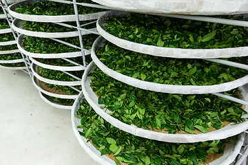 Image showing The fermentation of tea in factory