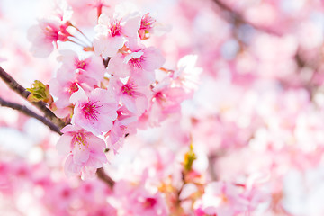 Image showing Sakura