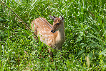 Image showing Young Roe-deer in the wild