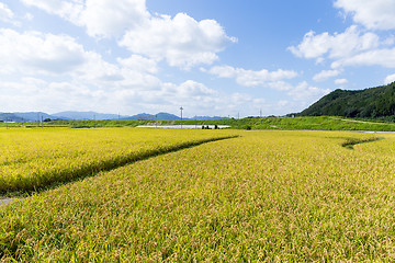 Image showing Rice meadow