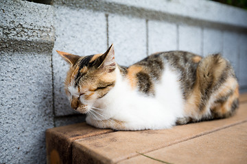 Image showing Sleepy cat