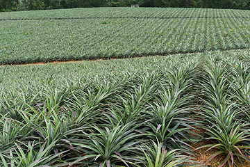 Image showing Pine apple farm at TaiWan