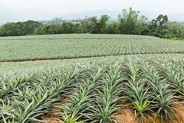 Image showing Pine apple farm