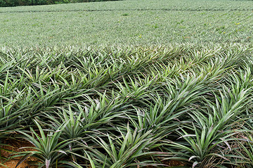 Image showing Pineapple fruit field