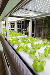 Image showing Hydroponics system rack