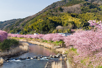 Image showing Sakura flower in kawazu