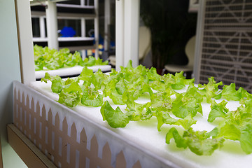 Image showing Hydroponics system at indoor