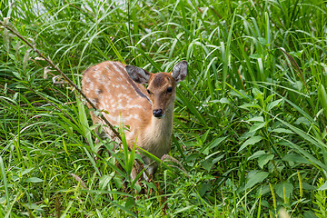 Image showing Deer