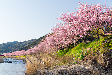 Image showing Sakura and river