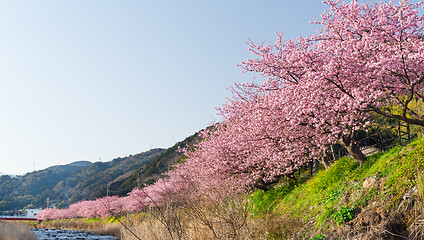 Image showing Cherry tree in Kawazu