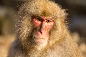 Image showing Wild monkey