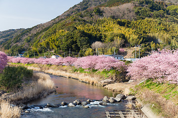 Image showing Sakura in japan