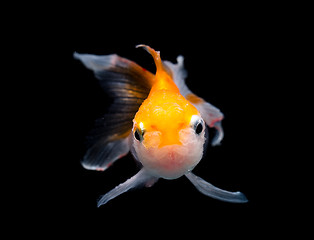 Image showing Gold fish isolated on black