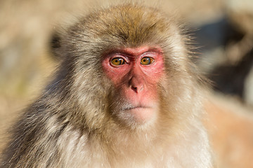 Image showing Monkey