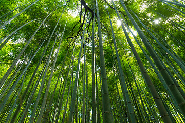 Image showing Bamboo