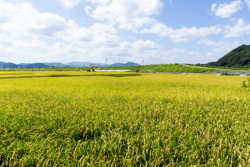 Image showing Paddy rice