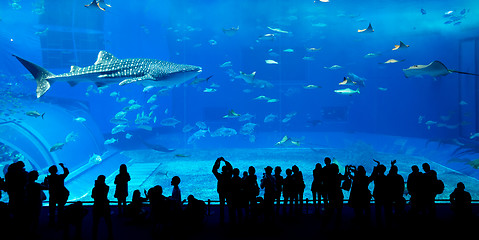 Image showing Giant whale shark in Aquarium