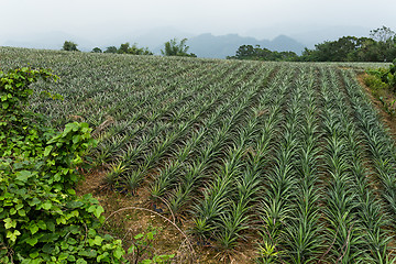 Image showing Pineapple fruit field