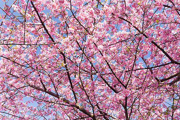 Image showing Sakura