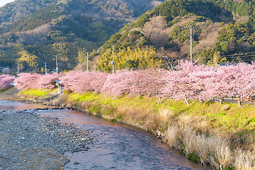Image showing Sakura tree with river