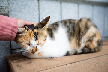 Image showing Woman hand touch on the head of the cat