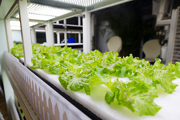 Image showing Cultivation vegetables in hydroponics system