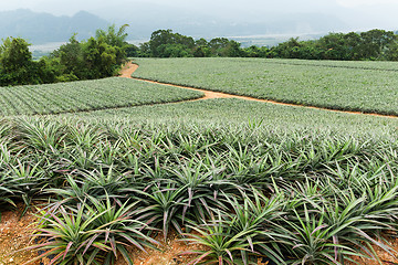 Image showing Pineapple field in TaiTung, TaiWan