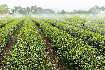 Image showing Tea plantation in Taiwan luye