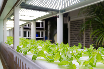 Image showing Planting hydroponics system at indoor