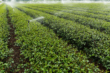 Image showing Water supply for tea plant in TaiTung, TaiWan