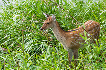 Image showing Roe deer seek for food