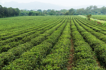 Image showing Fresh green tea plantation at TaiWan