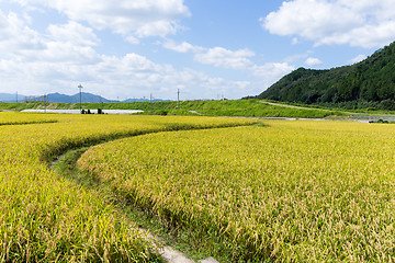 Image showing Paddy rice field