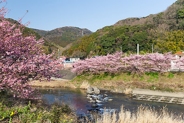 Image showing Kawazu-zakura Cherry Blossom