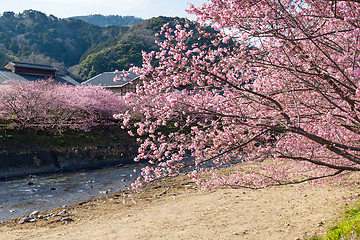 Image showing Sakura tree