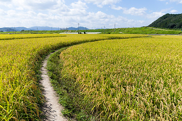 Image showing Rice farm 