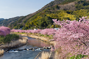 Image showing Pink cherry blossom, Kawazu cherry tree in shizuoka japan
