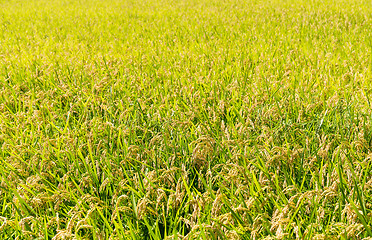 Image showing Rice plantation